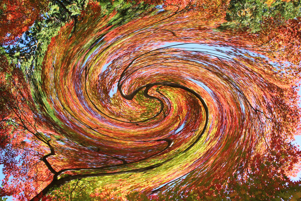 ねじれた紅葉