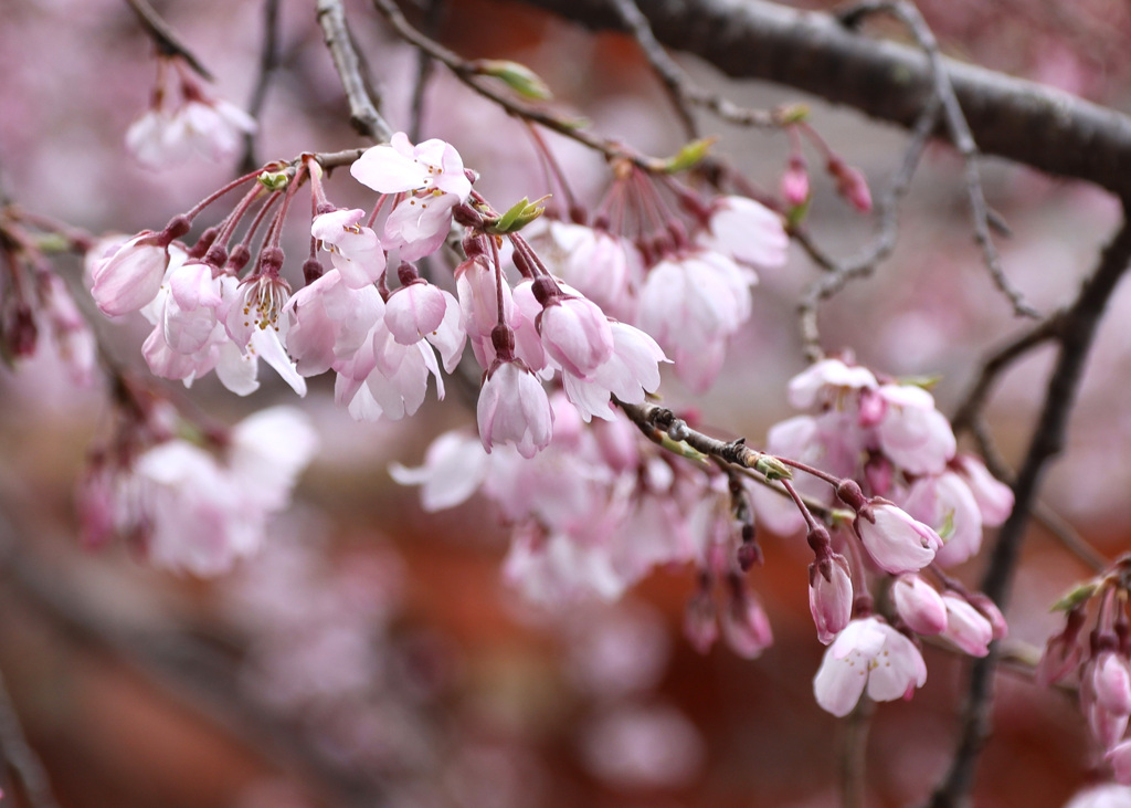 ピンクに開花