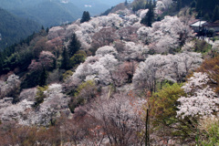吉野満開