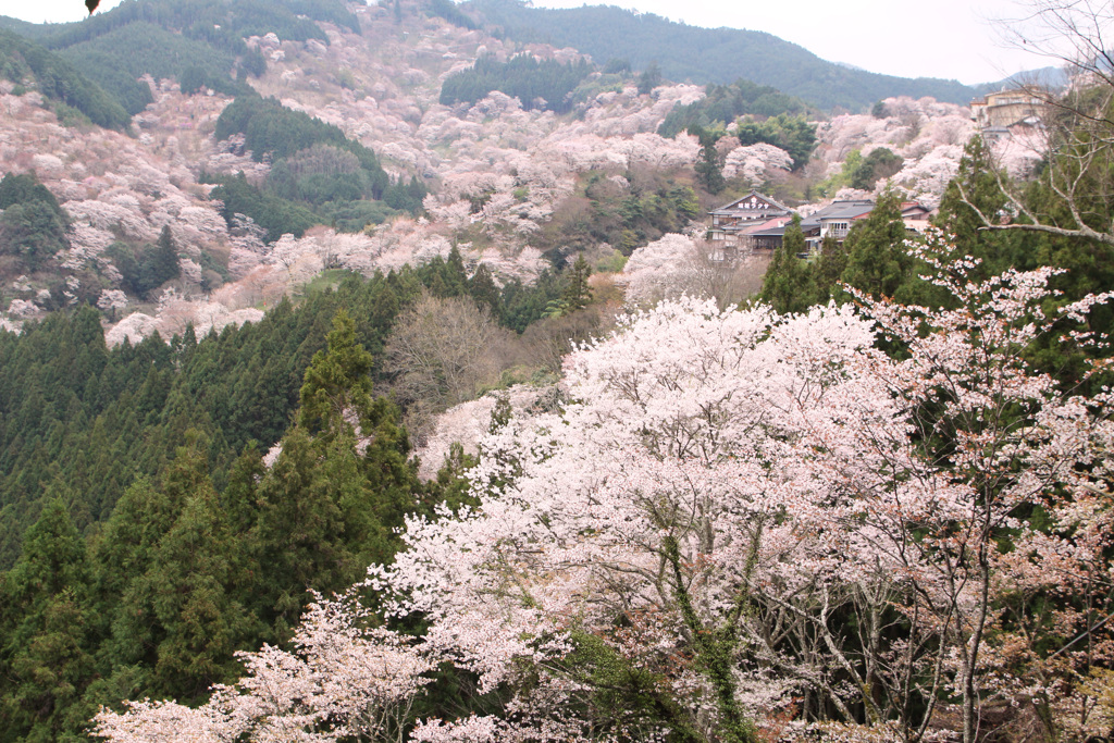 満開の吉野