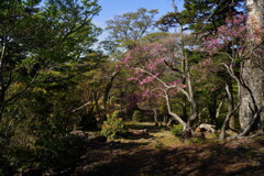 夏木山（大分県）山頂