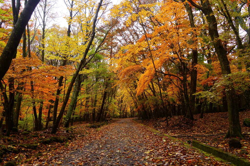 大船林道の紅葉4