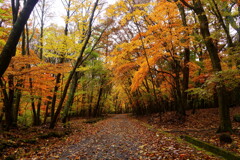 大船林道の紅葉4