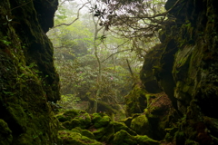 仙人岩のシャクナゲ