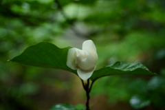 大山レンゲのつぼみ