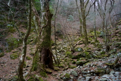 犬カ岳　うぐいす谷