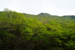 新緑の天狗岩
