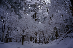 着氷する樹木　正面参道