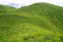 新緑の黒岳