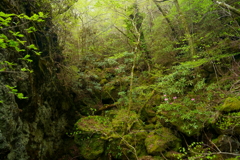 仙人岩のシャクナゲ2