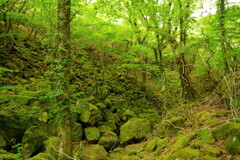 九重　黒岳　上台ウツシ