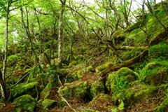 苔と新緑の黒岳