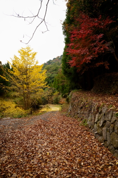 紅葉と落葉の登山道