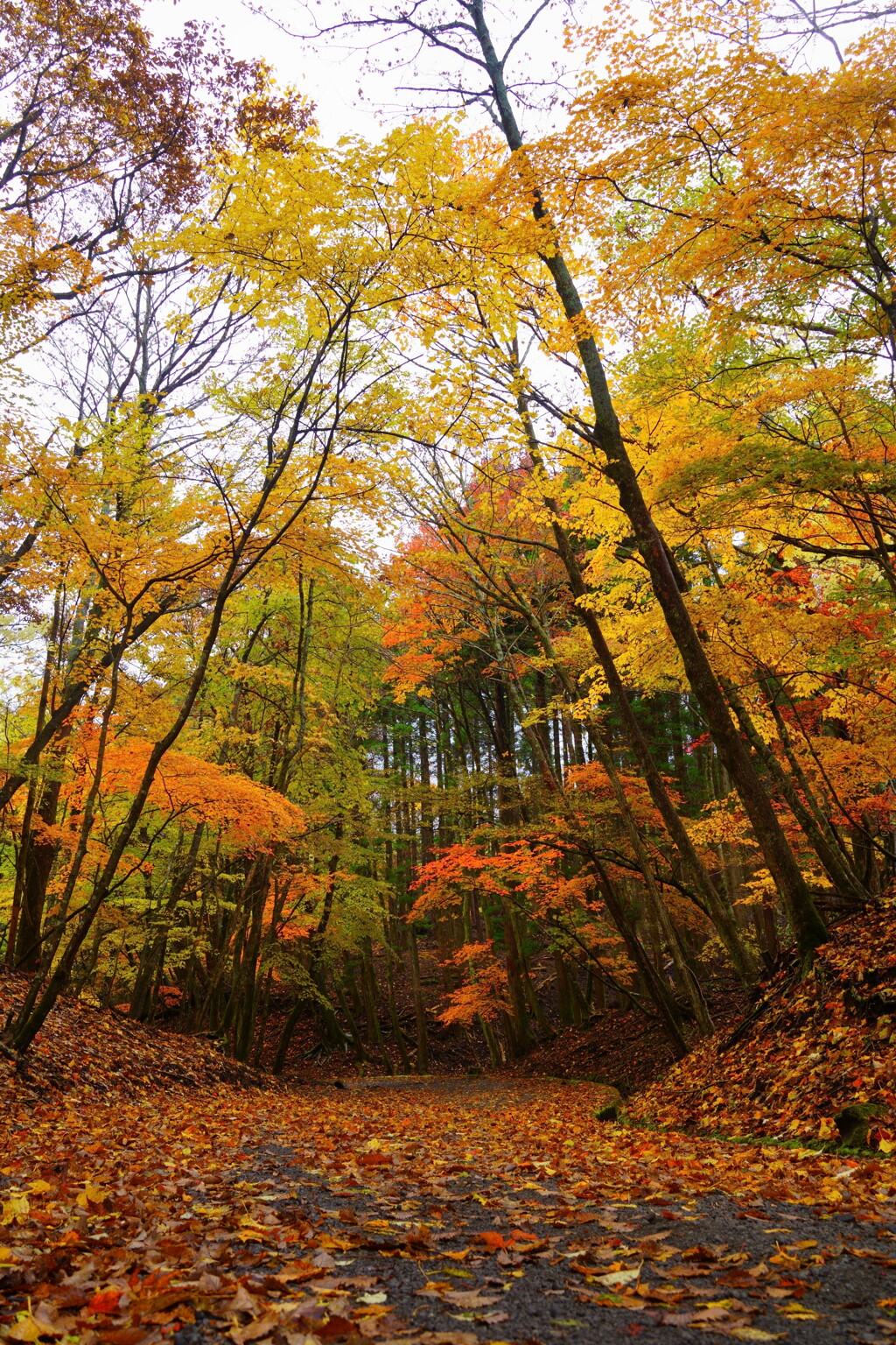 大船林道の紅葉5