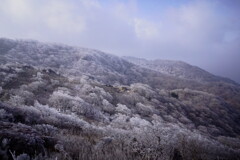 霧氷に覆われる