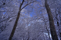 稜線に咲く雪の花