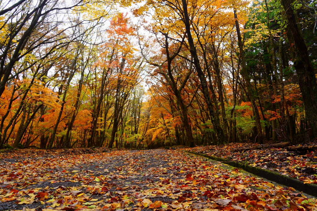 大船林道の紅葉3