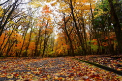 大船林道の紅葉3