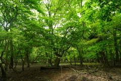男池園地の新緑