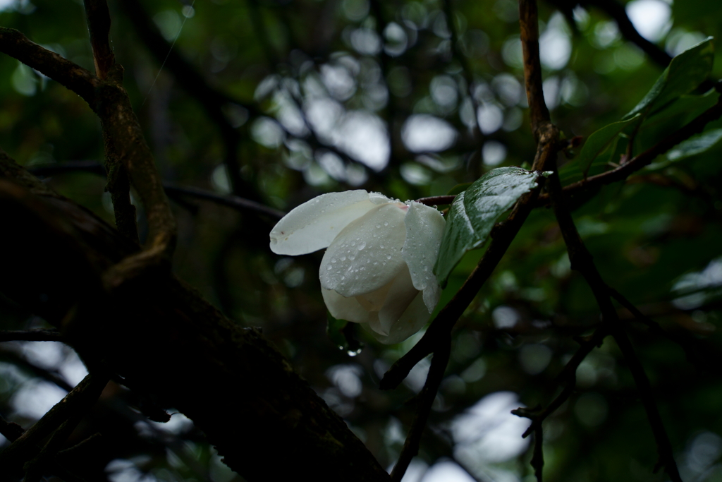 雨に濡れる貴婦人