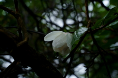 雨に濡れる貴婦人