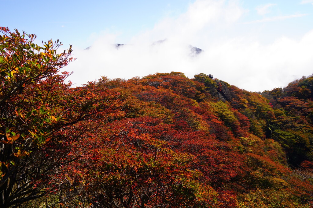 小鍋の紅葉