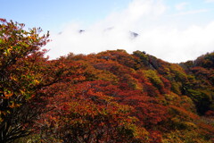 小鍋の紅葉