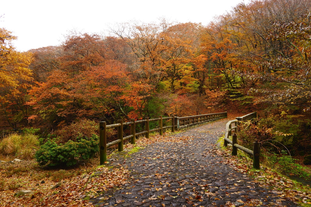 大船林道の紅葉1