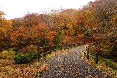 大船林道の紅葉1
