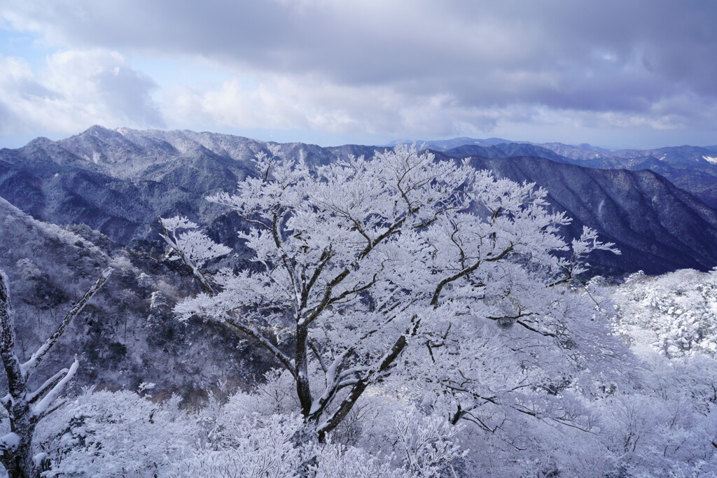 冬に咲く白い花
