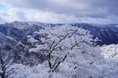 冬に咲く白い花