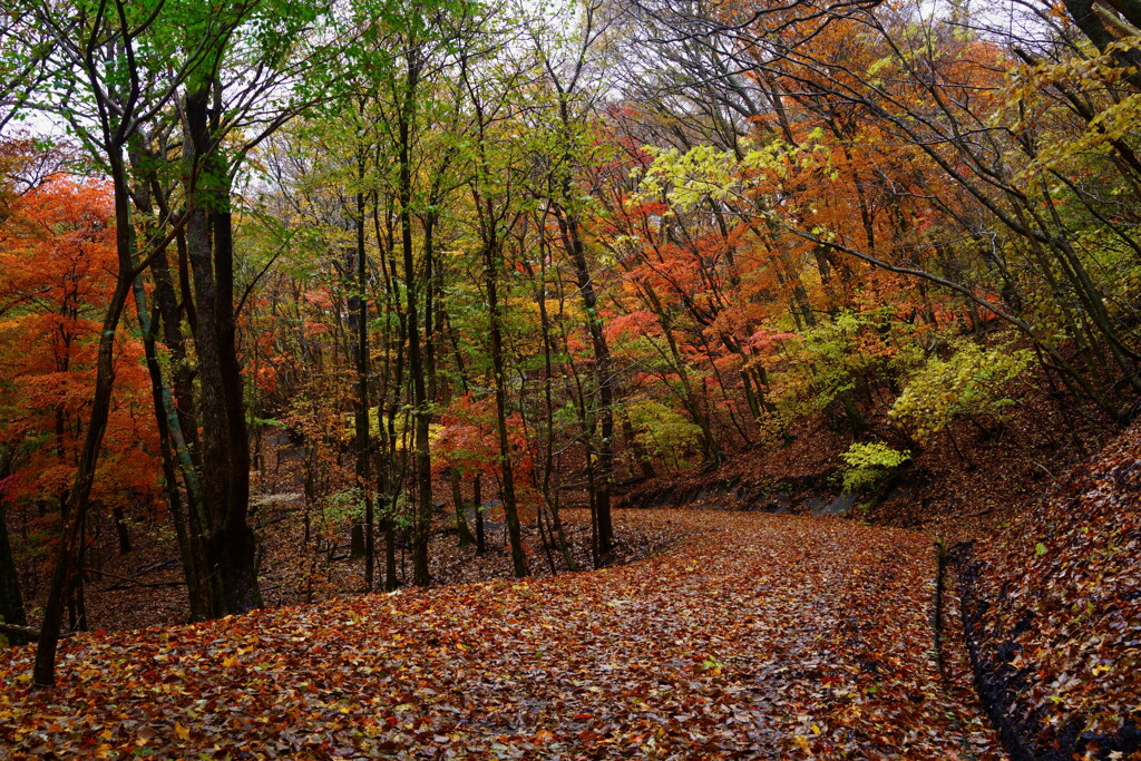 大船林道の紅葉2