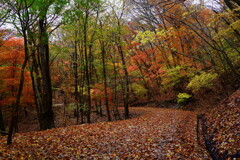 大船林道の紅葉2