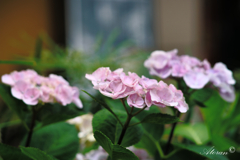 紫陽花ー3