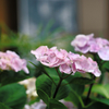 紫陽花ー3