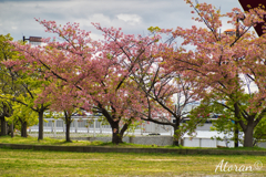 灘浜公園 河津桜その４