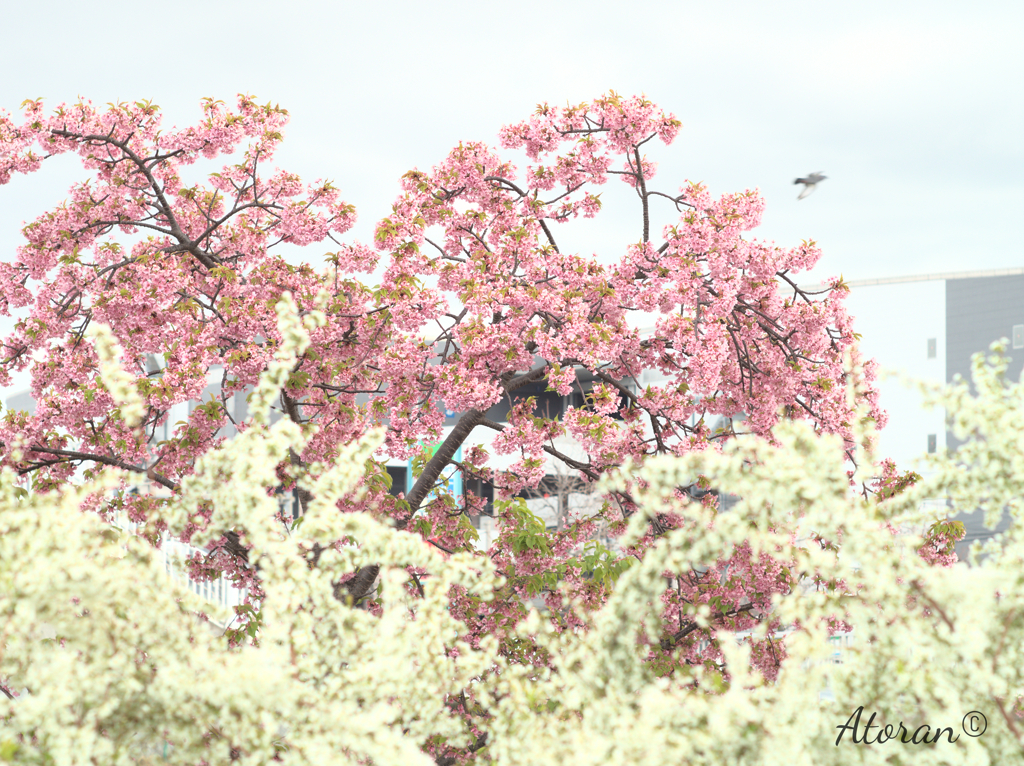 西郷川公園 河津桜 その３