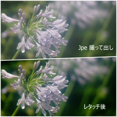 ジャンクレンズで撮った季節の花その３