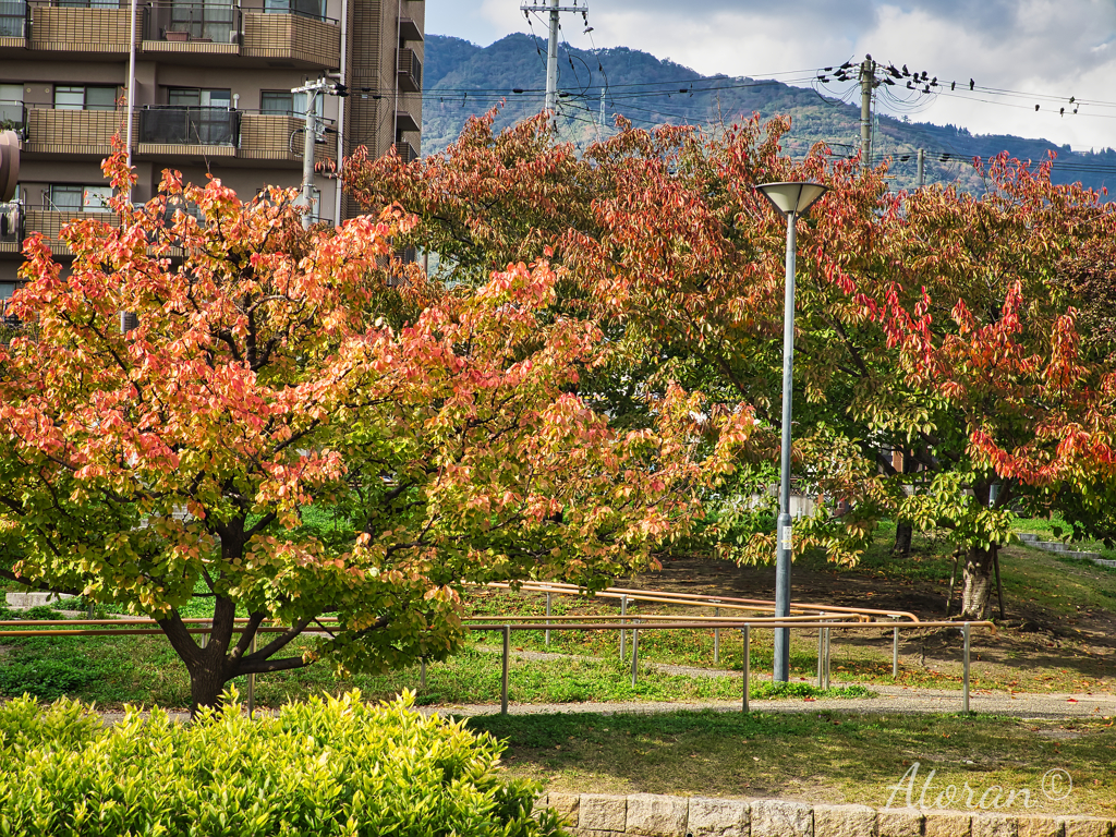 六甲風の郷公園―15