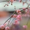 もうすぐ春ですね。(*^^)v ((+_+))❔。