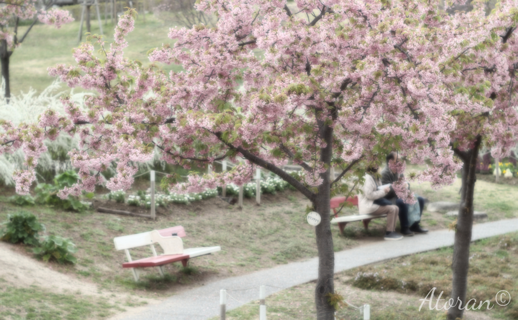 西郷川公園 河津桜 その15