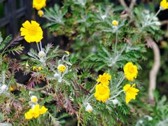 冬空の街を彩る花たち:ユリオプスデージー 