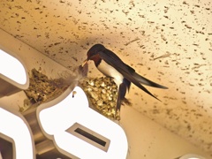 今年も来たツバメさん。