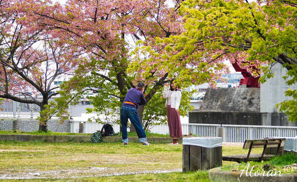 灘浜公園 河津桜その５