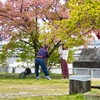 灘浜公園 河津桜その５