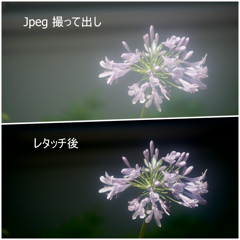 ジャンクレンズで撮った季節の花その２