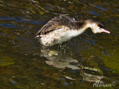 カンムリカイツブリ（冠鳰）その２