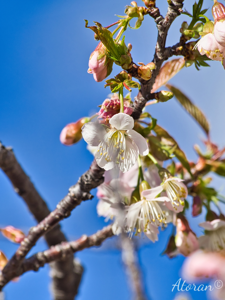 ヒマラヤ桜③