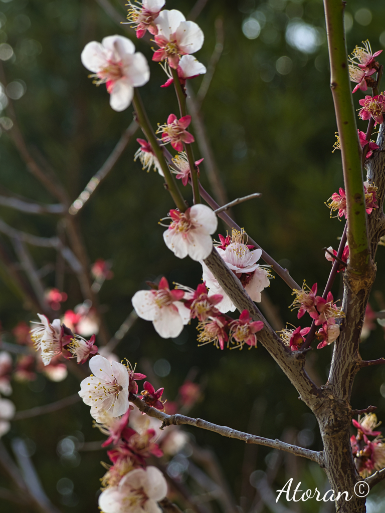 岡本梅林公園その10