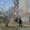 灘浜公園の河津桜ー４